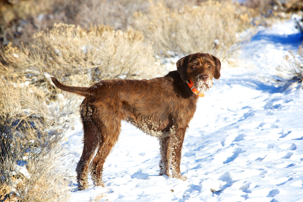 Pudelpointer_Portrait