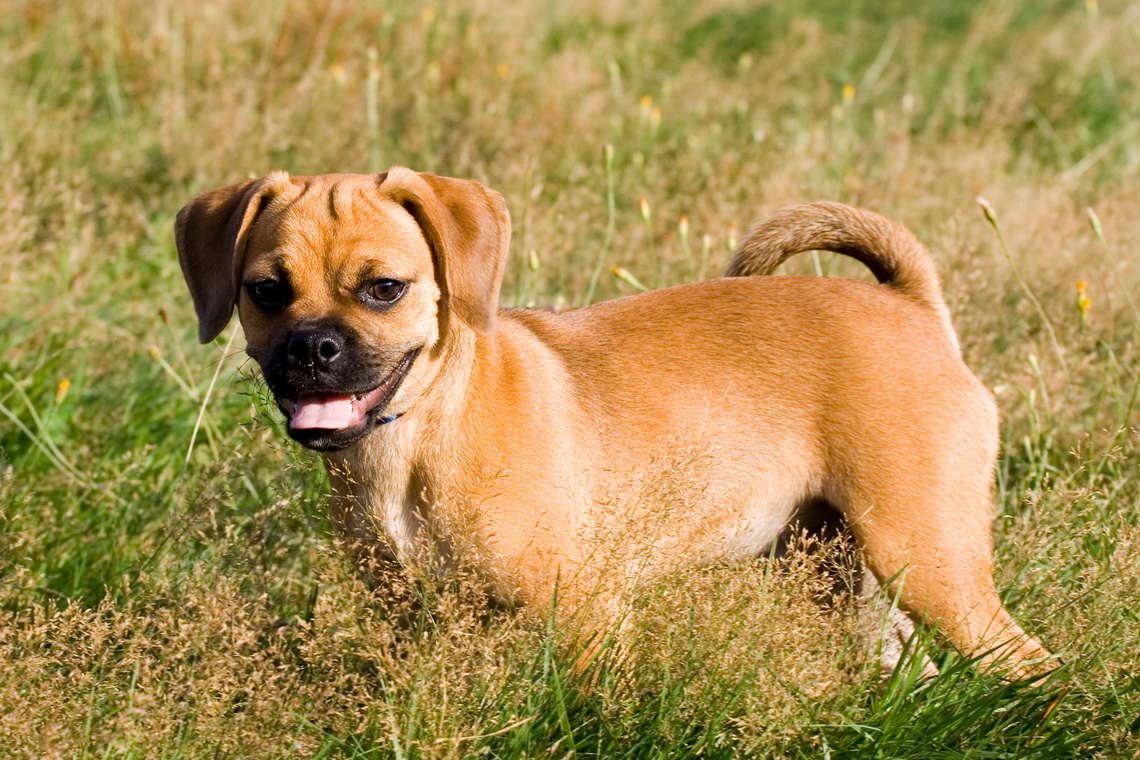 Puggle_Welpe