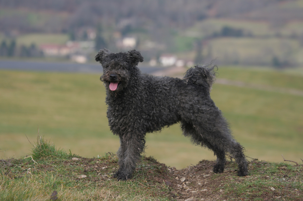 Pumi_Portrait