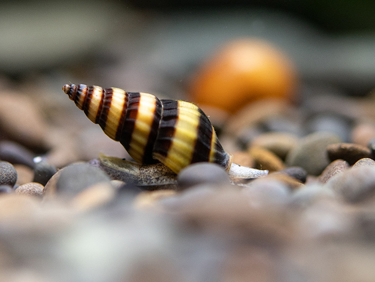 DAS FUTTERHAUS Ratgeber Raubschnecke