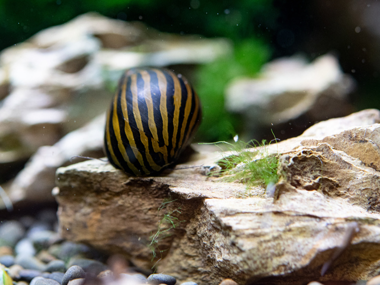 DAS FUTTERHAUS Ratgeber Zebrarennschnecke