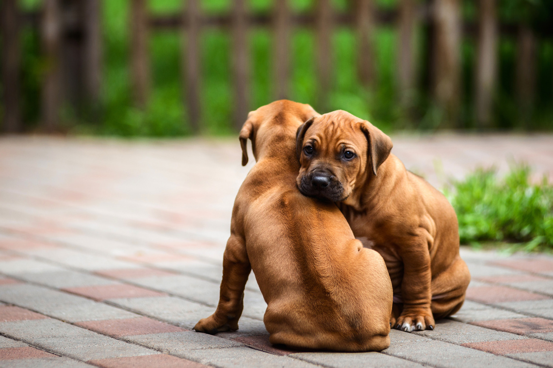 Rhodesian_Ridgeback_Welpe