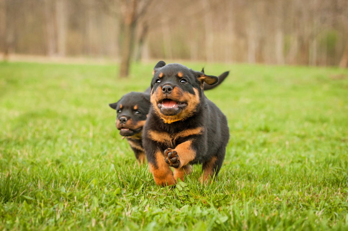 Rottweiler_Welpe