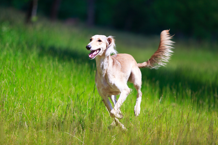 Saluki_in_Bewegung