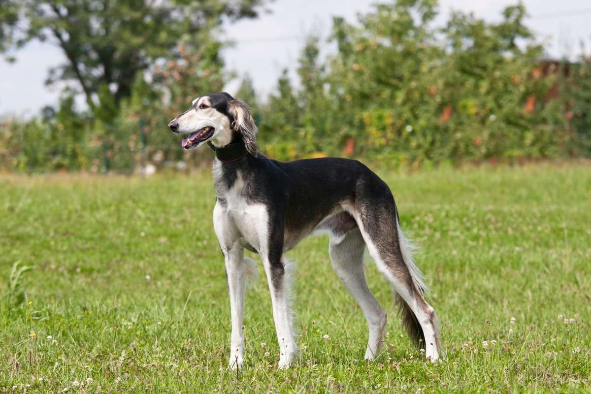 Saluki_Portrait