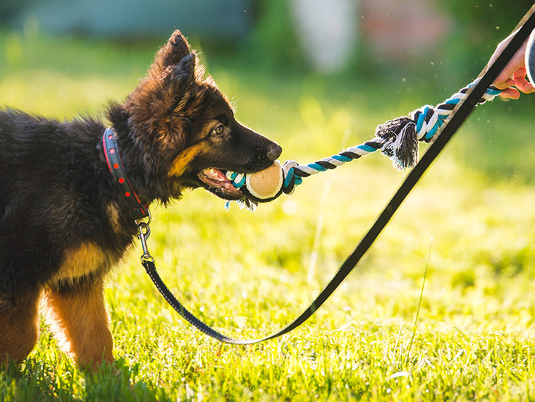 Schäferhundwelpe_spielt_mit_Spielzeug