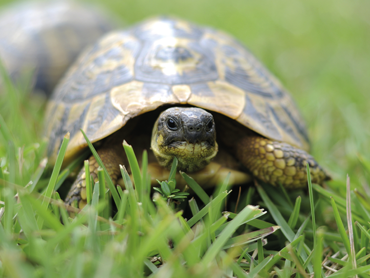 Winterschlaf bei Schildkröten