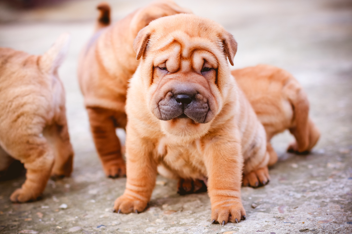 Shar_Pei_Welpe