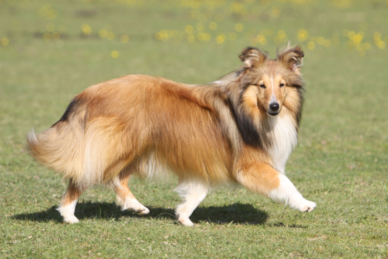 Shetland Sheepdog Bewegung