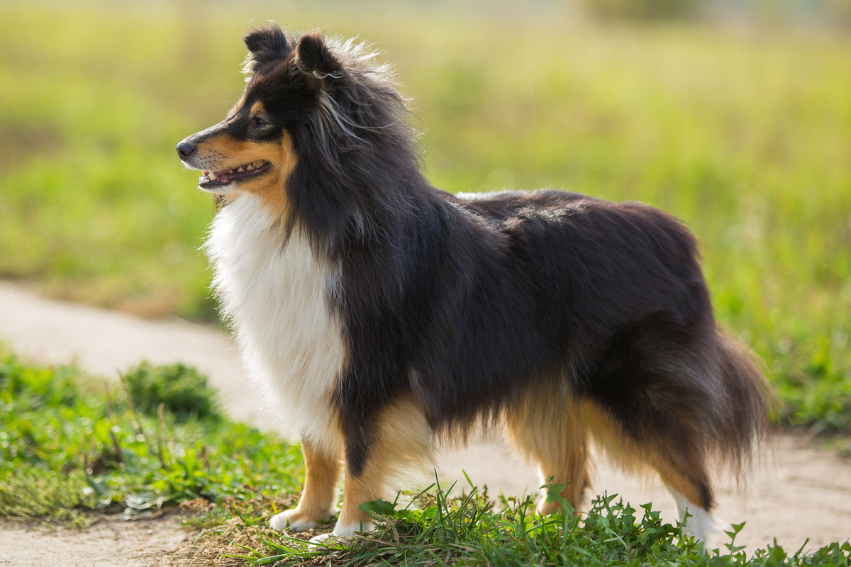 Shetland_Sheepdog_Portrait