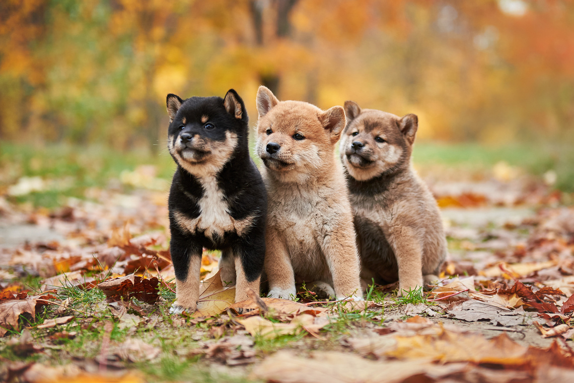 Shiba_Inu_Welpen