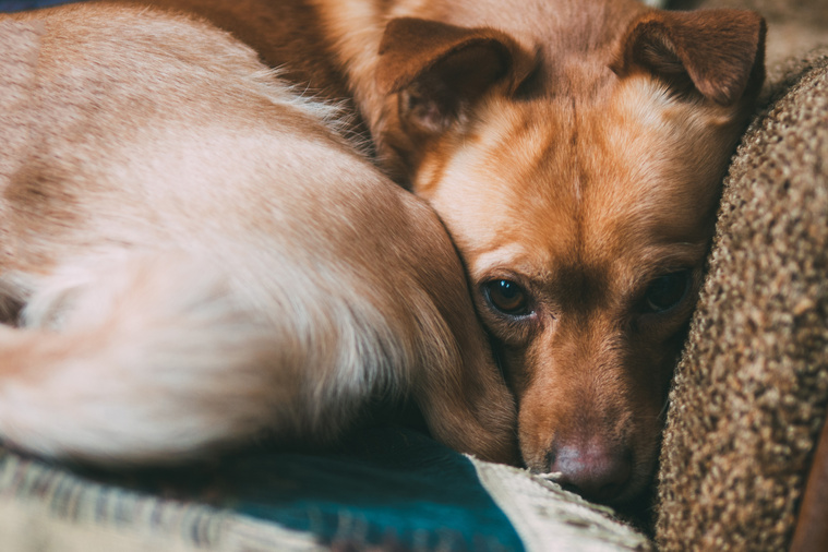 Hund_versteckt_sich_auf_Couch