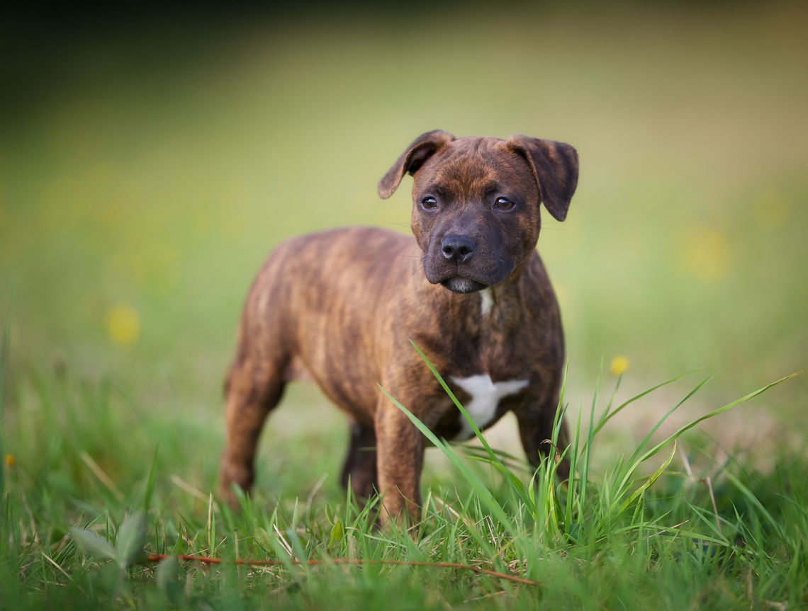 Staffordshire_Bullterrier_Welpe