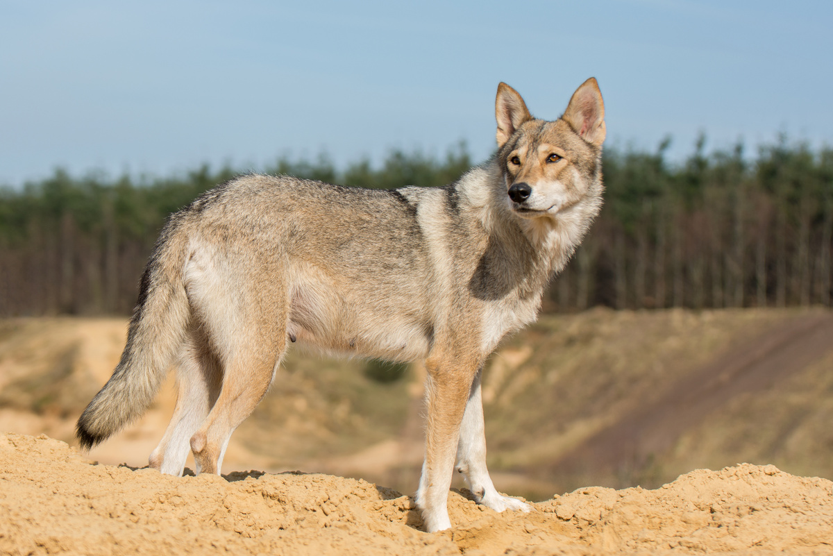 Tamaskan_Portrait