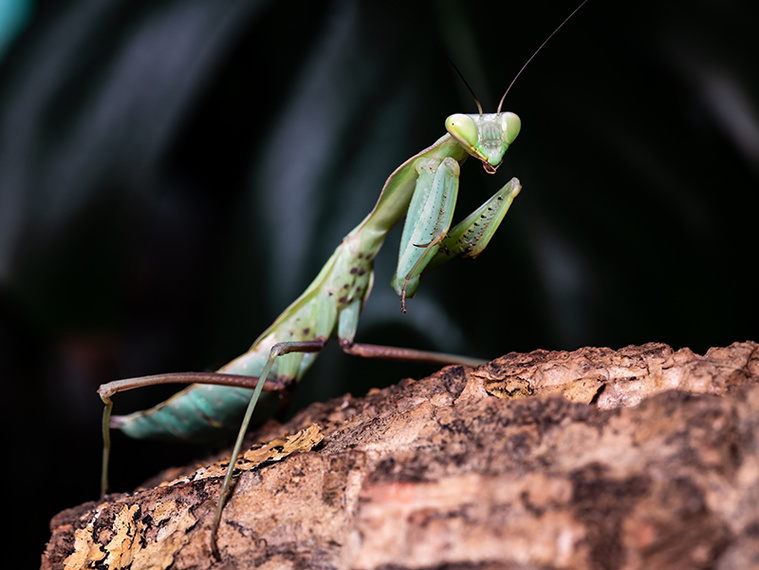 Mantis_sitting_in_a_terrarium