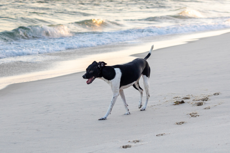 Terrier_Brasileiro_in_Bewegung