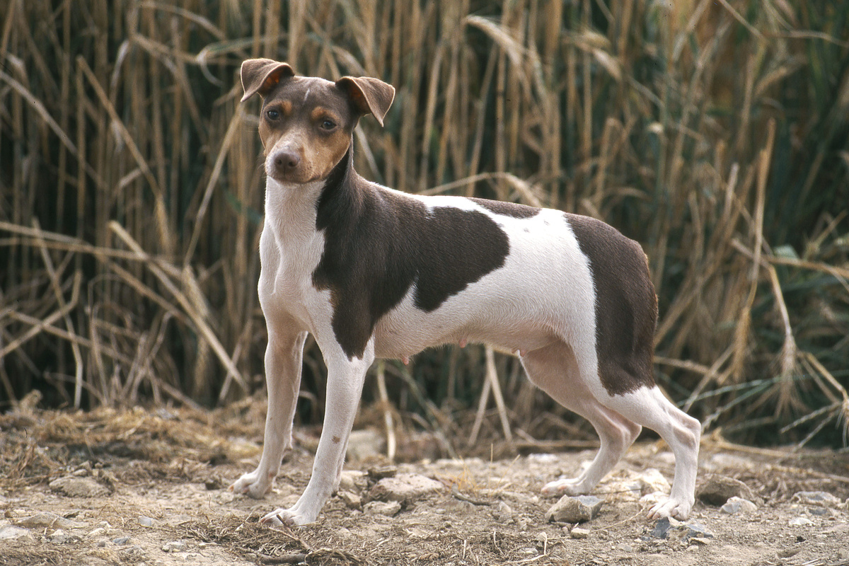 Terrier_Brasileiro_Portrait