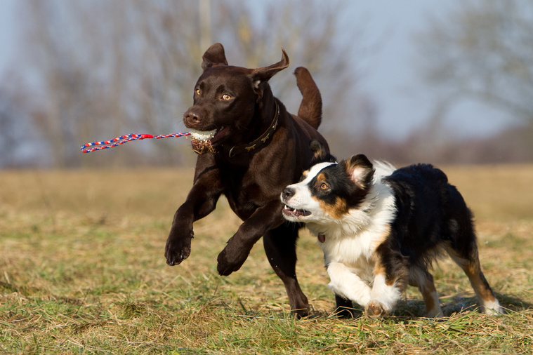 Zwei spielende Hunde