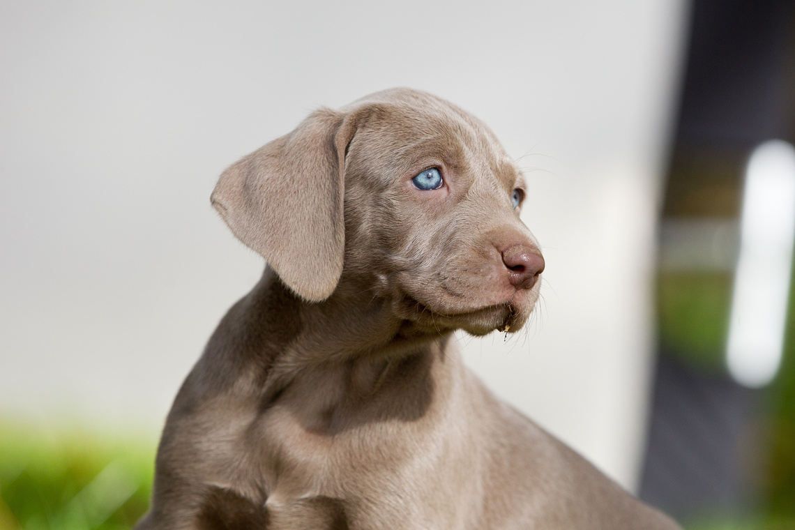 Weimaraner_Welpe