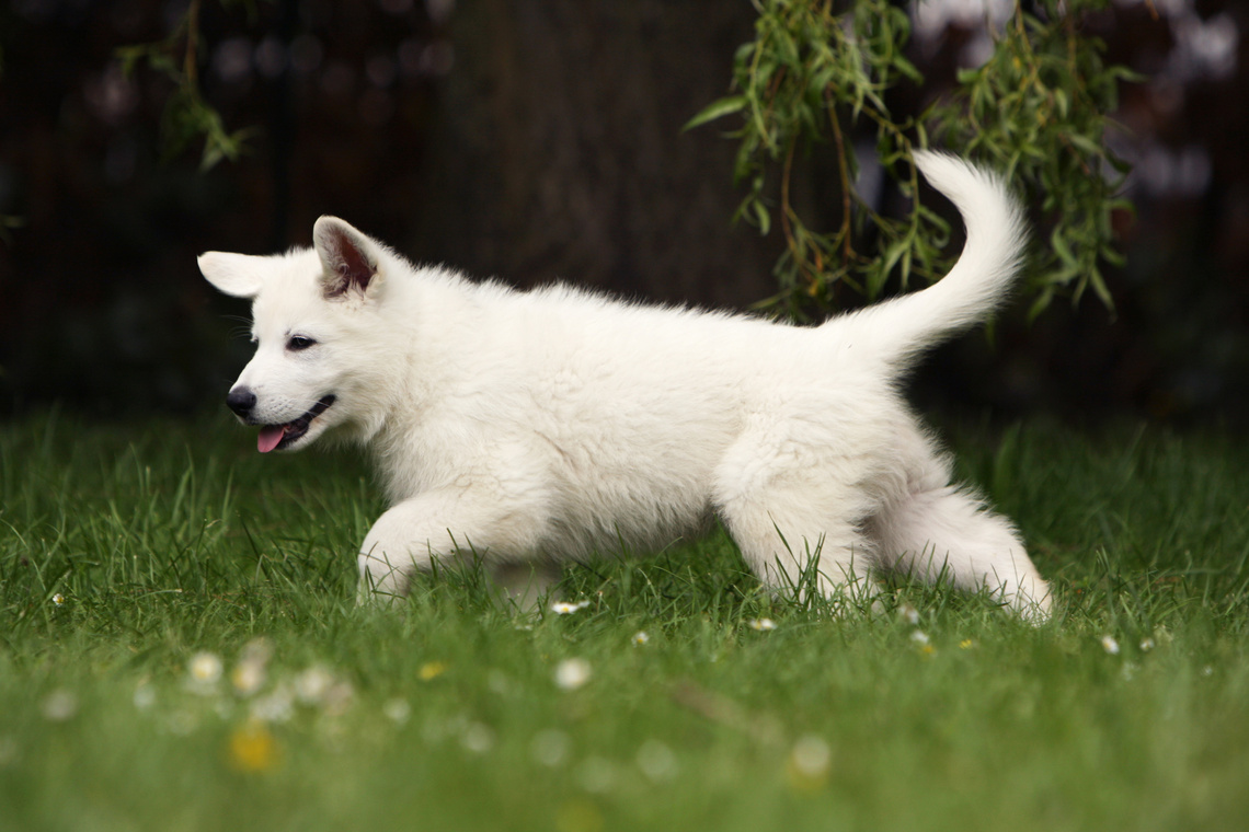 Weißer_Schäferhund_Welpe