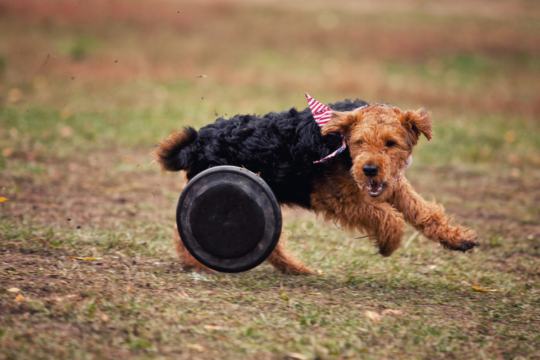 Welsh_Terrier_in_Bewegung