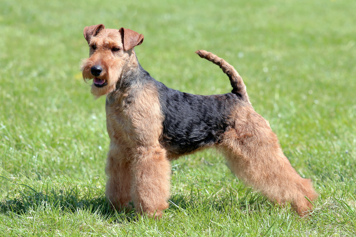 Welsh_Terrier_Portrait