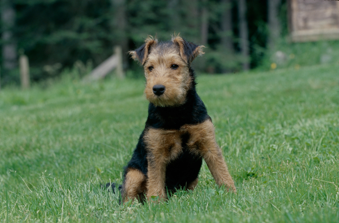 Welsh_Terrier_Welpe