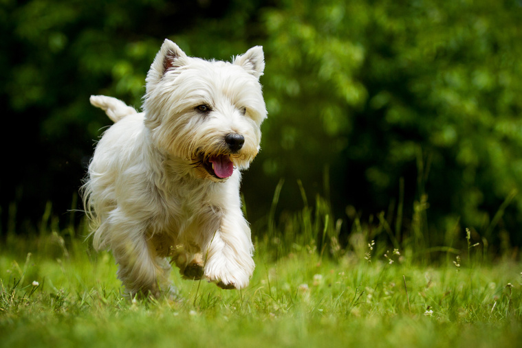 West_Highland_White_Terrier_Bewegung