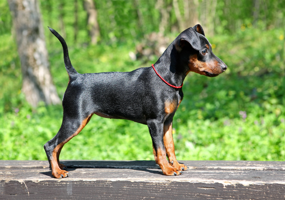 Zwergpinscher_Welpe