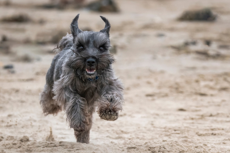 Zwergschnauzer_in_Bewegung