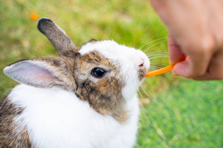 glückliche Kaninchen erkennen