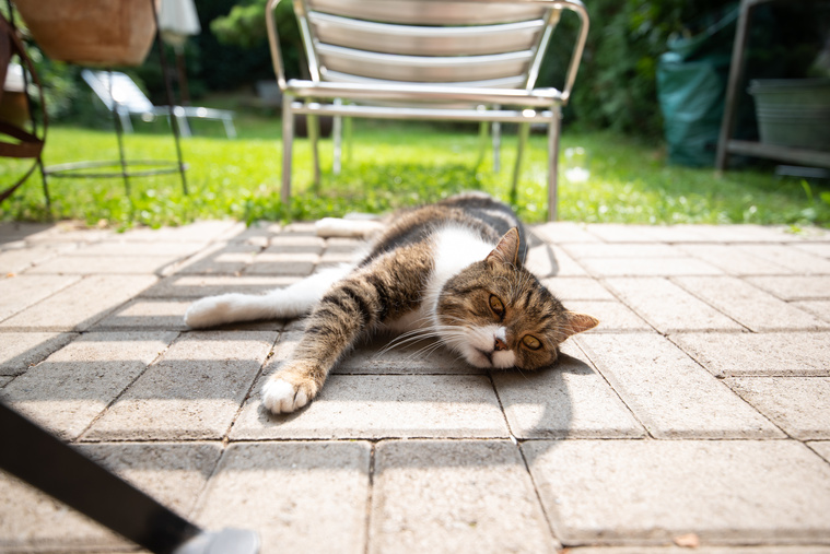 Katze liegt in der Sonne.