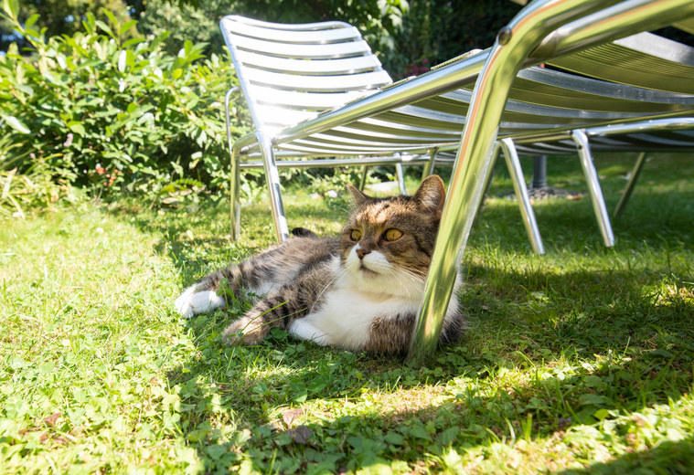 Katze liegt im Schatten, um Hitzschlag zu vermeiden.