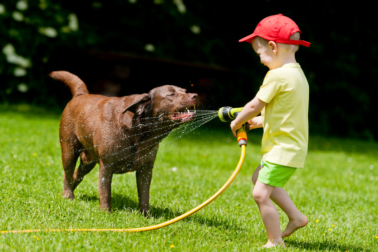 Hund abkühlen bei Hitze