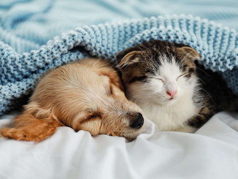 hund und katze zusammenleben