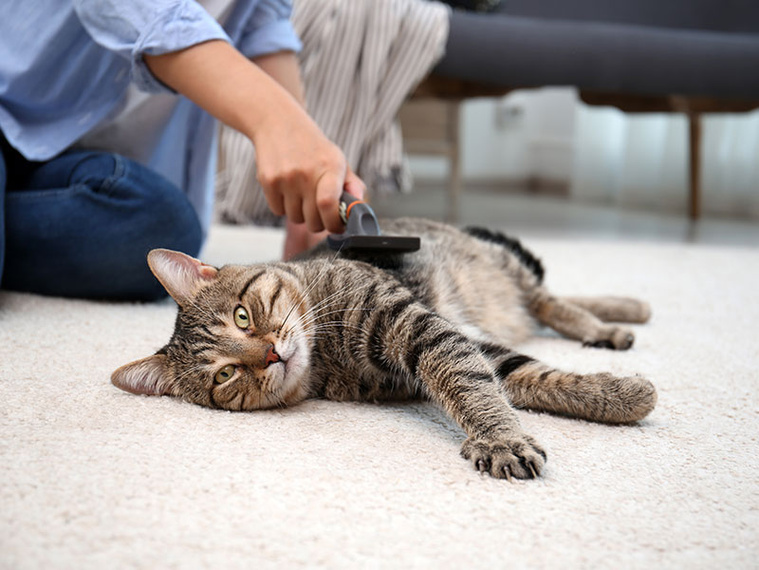 Katzen helfen beim Abkühlen.