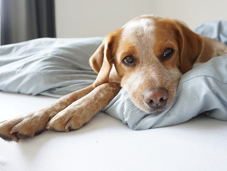 schlaefriger_Hund_liegt_im_Bett