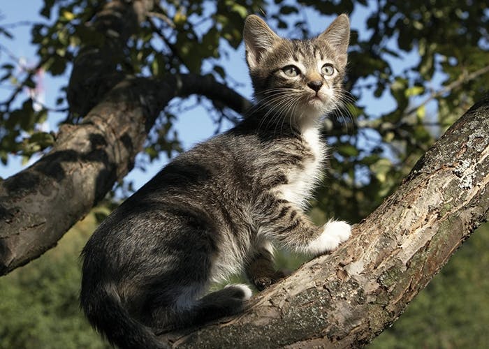 Freigang für Katzen - Was zu beachten ist