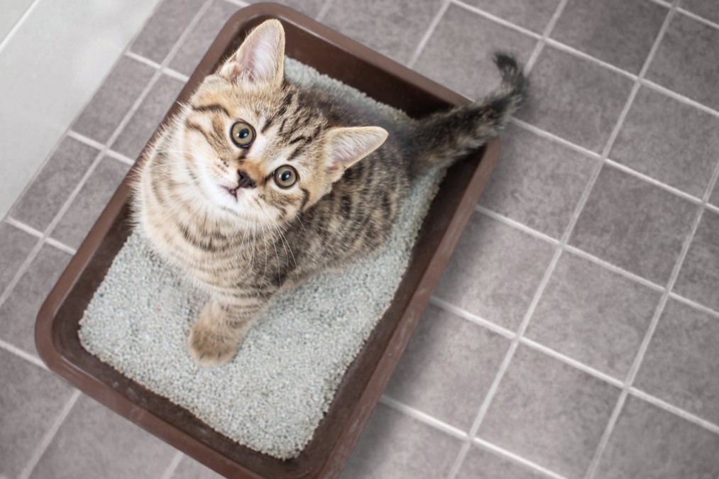 Katzentoilette sollte gut ausgewählt werden