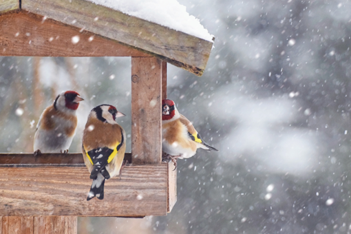 Ganzjährige Wildvogelfütterung