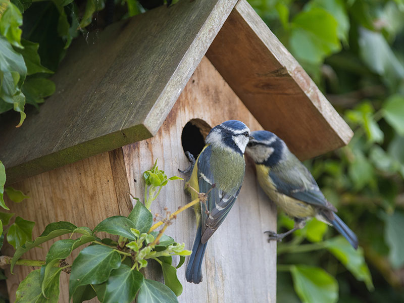 Vogelhaus Vögel füttern