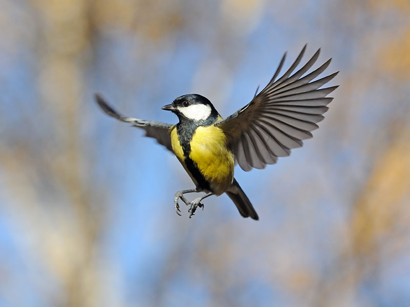 Wildvögel füttern ganzjährig